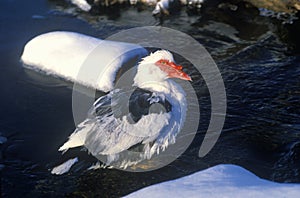 Ducks on a New England pond in winter, NY