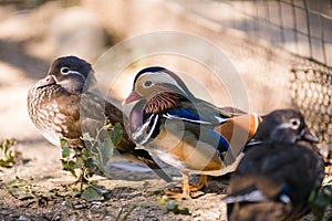 Ducks on the old farm. Autumn time