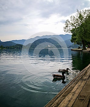 Ducks over the tranquil Bled Lake