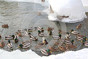 Ducks overwinter on the freezing river