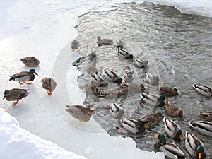 Ducks overwinter on the freezing river