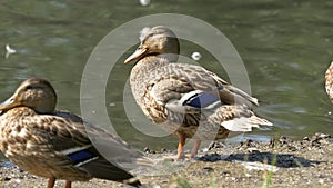 Ducks in the park. Ducks in the Green Park on a beautiful summer day. Ducks in a city Park