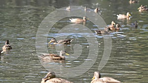 Ducks in the park. Ducks in the Green Park on a beautiful summer day. Ducks in a city Park