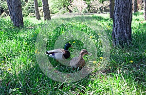 Ducks in the park. Garden ducks male and female. Domestic ducks outdoor. Watching mallards. Feeding birds in park.