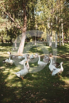 Ducks in the park protecting their ducklings