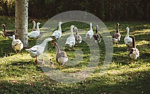 Ducks in the park walking with their ducklings