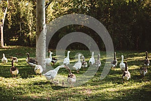 Ducks in the park walking with their ducklings