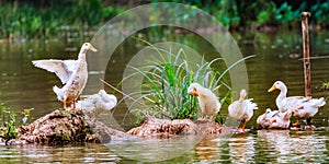 Ducks at Perfume Pagoda, Chua Huong, North of Vietnam