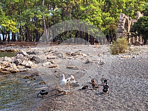 Ducks - Phaselis bay - Ã‡amyuva, Kemer, coast and beaches of Turkey