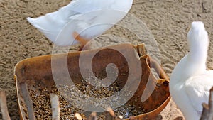 Ducks at Phu Quoc island, Kien Giang province, Vietnam