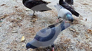 Ducks and pigeons eating bread crumbs on ground, birdwatching, contact zoo