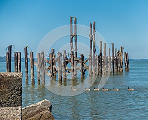Ducks And Pilings