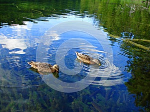 Ducks in Plitvice lake photo