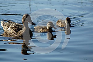 ducks on the pond