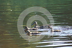 ducks on the pond