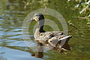 ducks on the pond