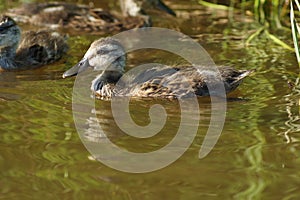 ducks on the pond