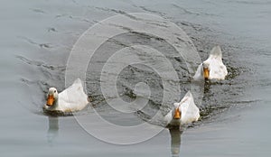 Ducks on a pond