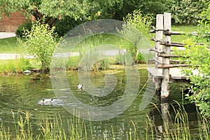 Ducks on pond