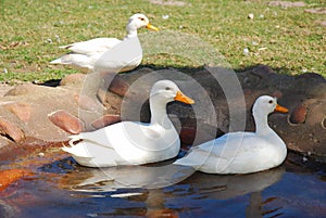 Ducks in pond