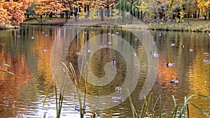 Ducks on the pond in the autumn park. Colorful autumn foliage. Beautiful landscape