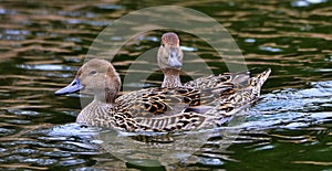 Ducks in pond in Bowring Park Home