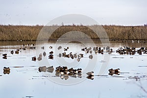 Ducks on a pond, California