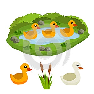 Ducks in the pond. Chicken swims in lake. Animal in wild and forest