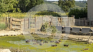 Ducks in a pond covered in green slime, on a hot summer day