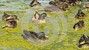 Ducks in a pond covered in green slime, on a hot summer day