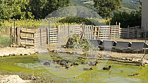 Ducks in a pond covered in green slime, on a hot summer day