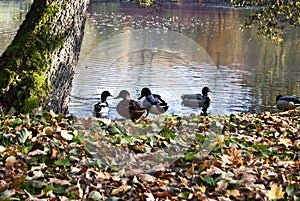 Ducks on pond with fallen leaves on bank in Plauen city