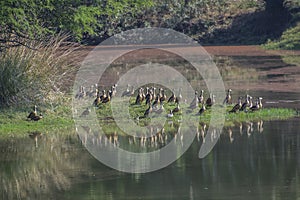 Ducks at the Pond