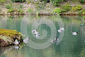 Ducks on the pond at the Kinkaku temple in Kyoto, Japan