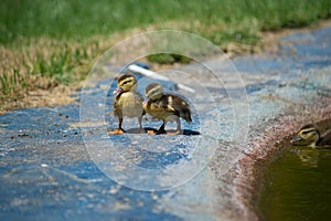 Ducks on the pond. Little ducklings.