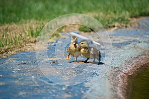 Ducks on the pond. Little ducklings.