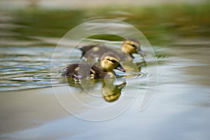 Ducks on the pond. Little ducklings.