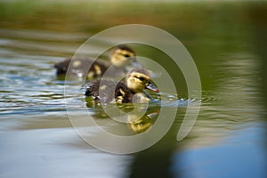 Ducks on the pond. Little ducklings.