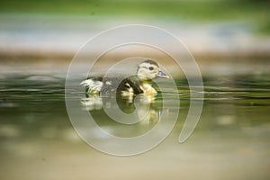 Ducks on the pond. Little ducklings.