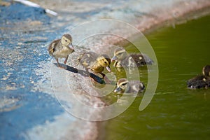 Ducks on the pond. Little ducklings.