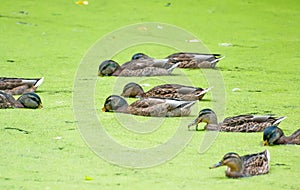 Ducks in the pond