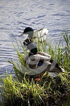 ducks on the pond photo