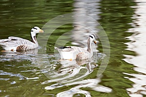 Ducks on the pond in the park