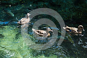 Ducks on the pond in the park. ducks are reflected in the lake and living a wild life