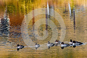 Ducks on Pond Reflecting Fall Colors