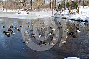 Ducks in the pond and snow at the park in winter