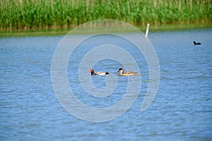 ducks on a pond in the summer time