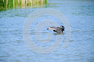 ducks on a pond in the summer time