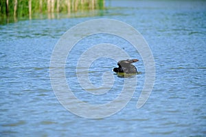 ducks on a pond in the summer time