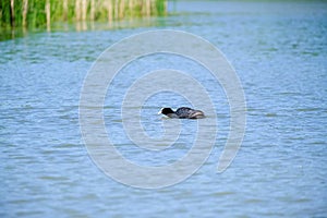 ducks on a pond in the summer time